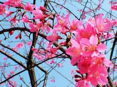各种花的寓意及花语（100种花的花语大全）