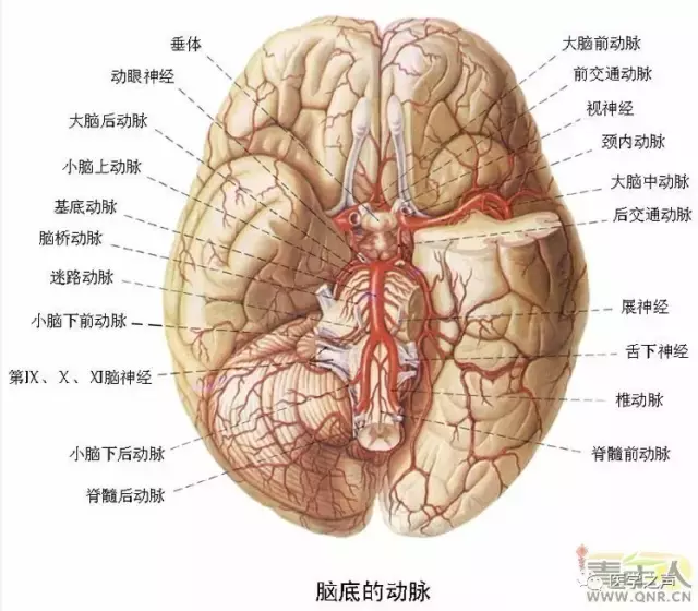 神经元结构示意图（神经元结构示意图手绘）-第18张图片-科灵网