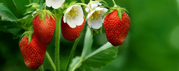草莓种植全攻略：从选苗到收获的详细方法