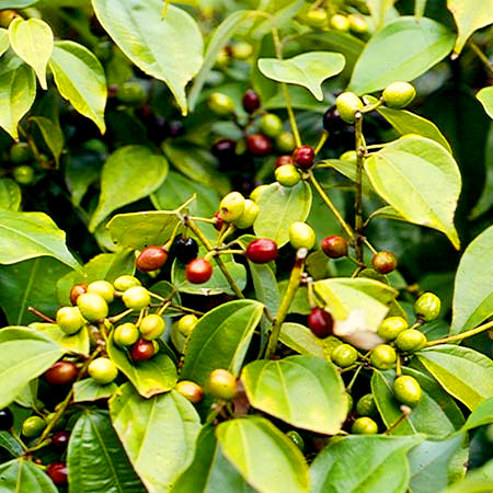 乌药的作用与功效(乌药是一种什么样的植物)