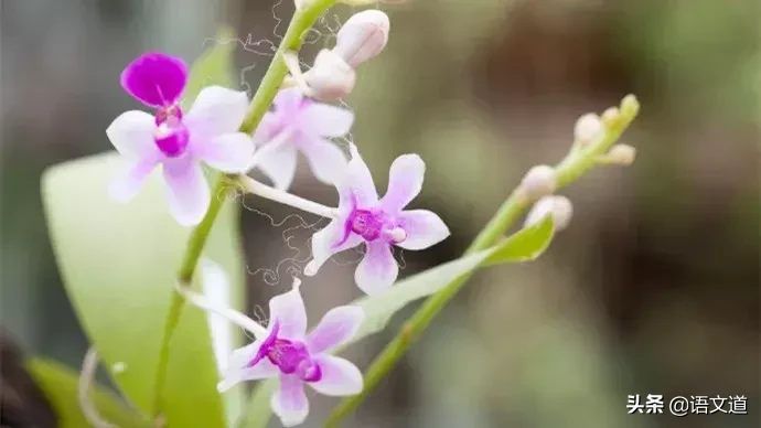 诗词：一花，一诗