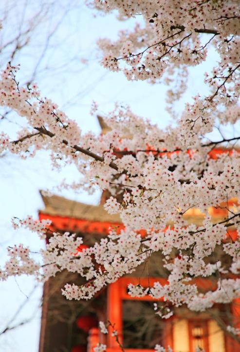 西安青龙寺，看樱花的好地方