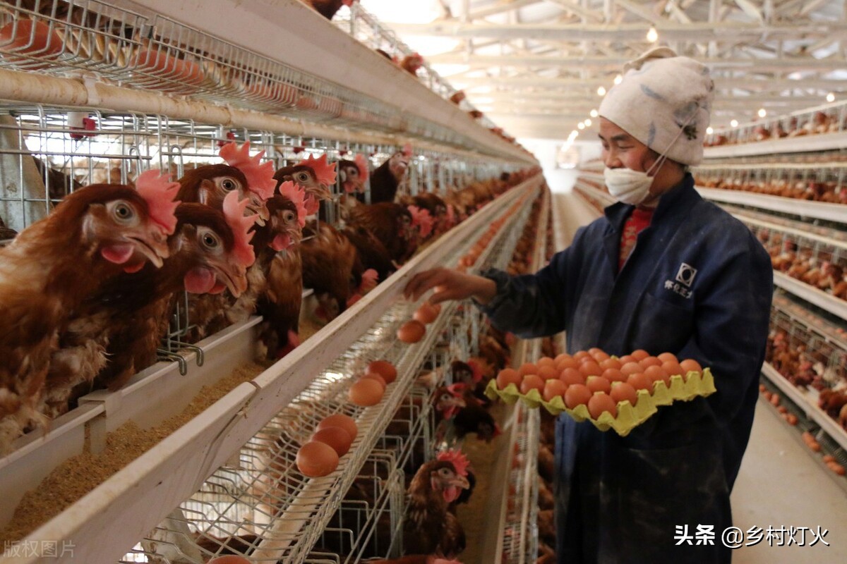 农村创业好门路,轻轻松松三个月可赚20万的合作养殖,套路在哪?