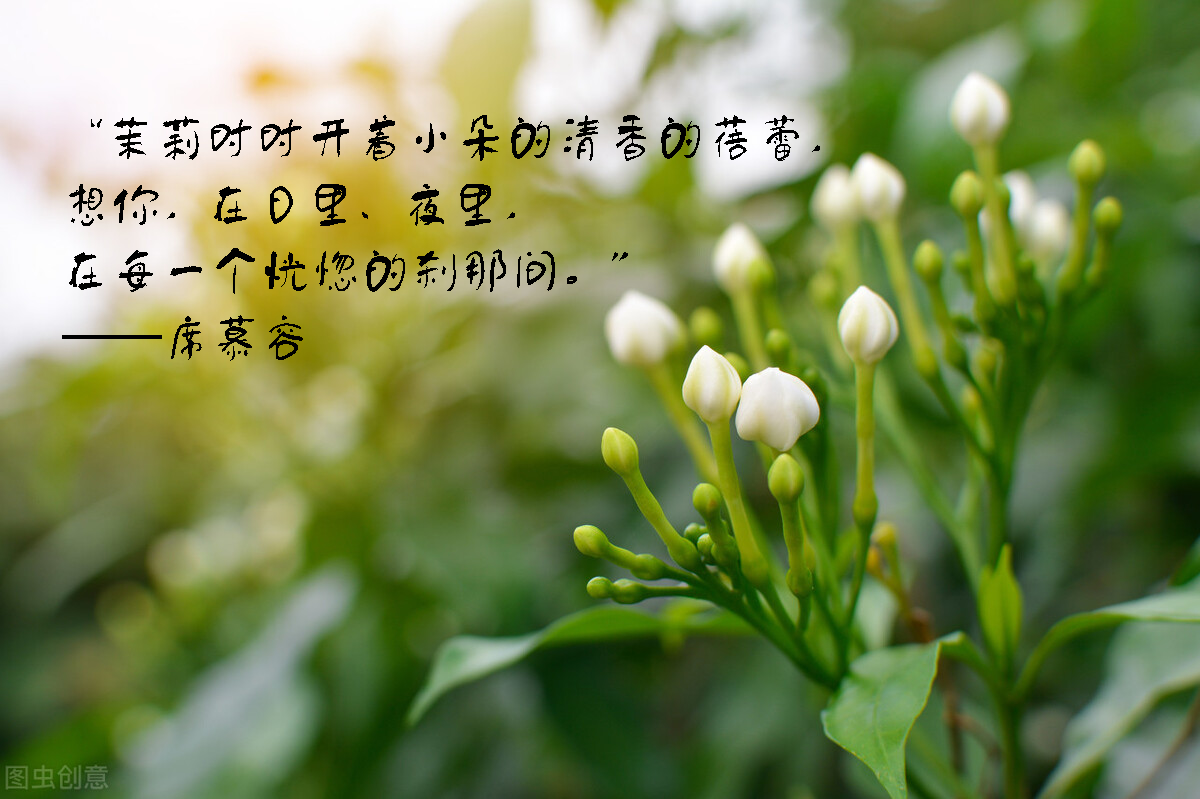 秋燥饮茉莉，白首君莫离；茶香沁心脾，梦回唐宋元明清