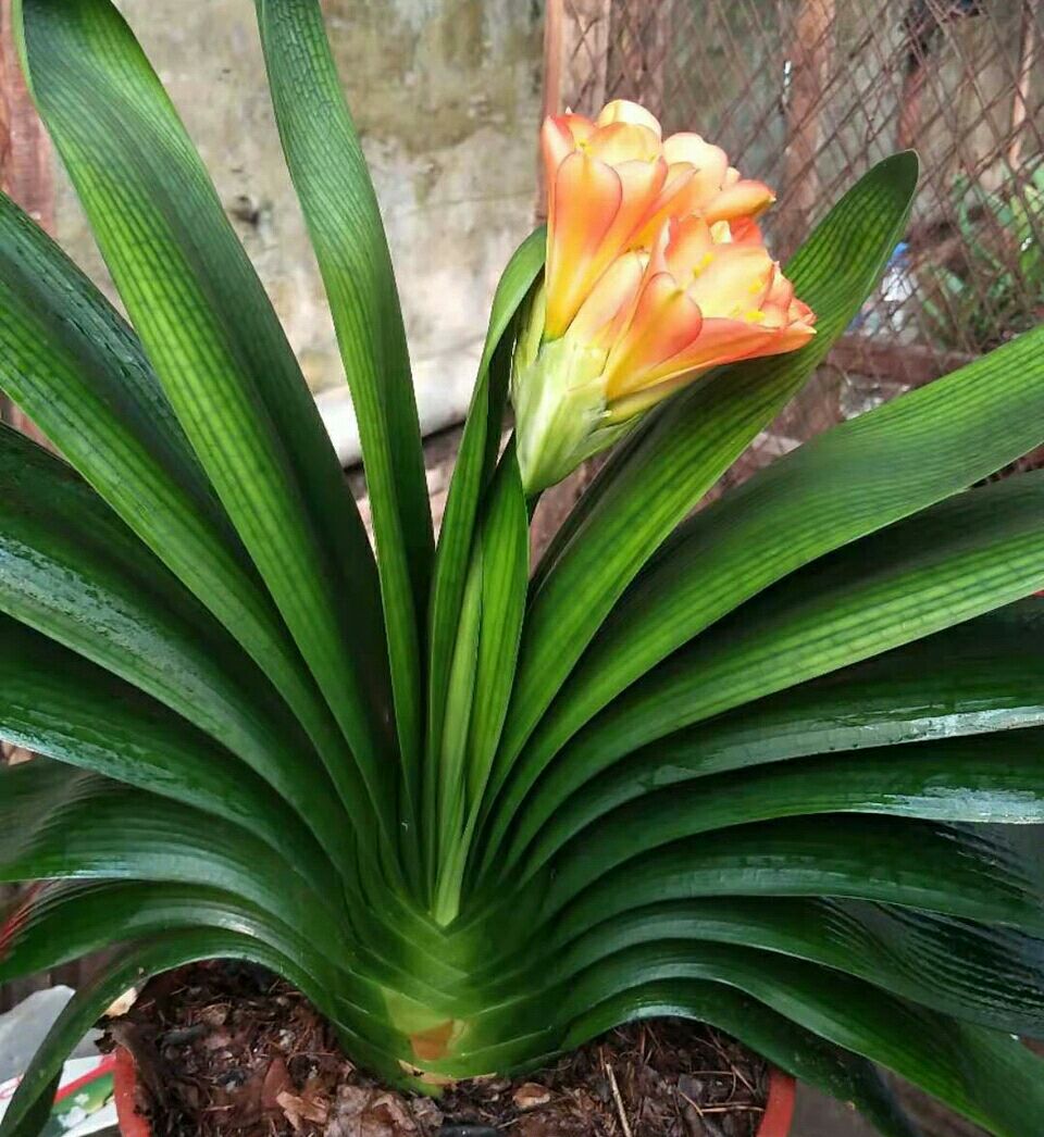 君子蘭開完花後怎麼辦(君子蘭謝花的處理方式主要有兩種)