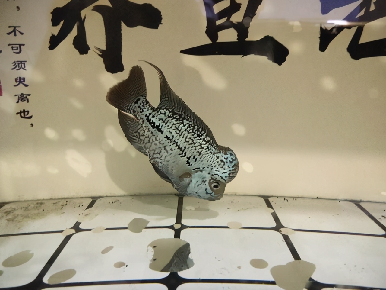 什么魚(yú)吃魚(yú)屎,