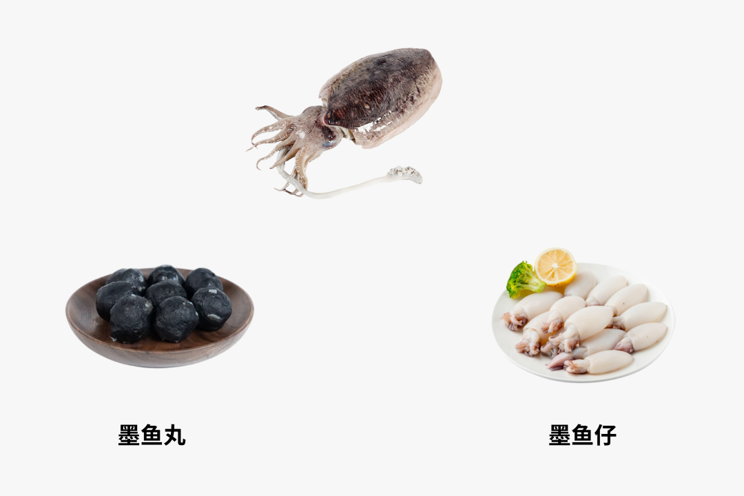章鱼和鱿鱼（章鱼和鱿鱼的价格区别）-第5张图片
