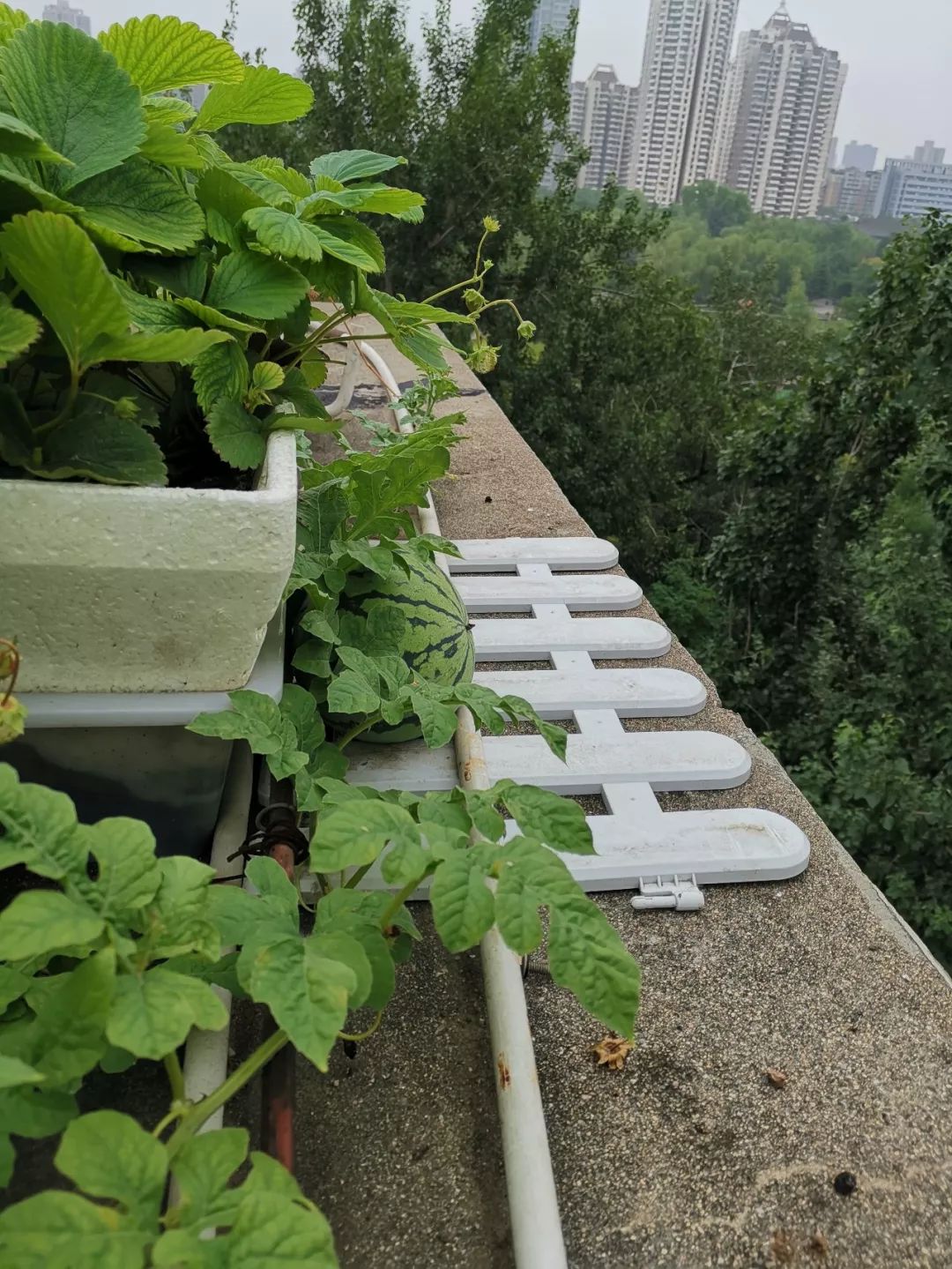 关于屋顶小菜园的美文