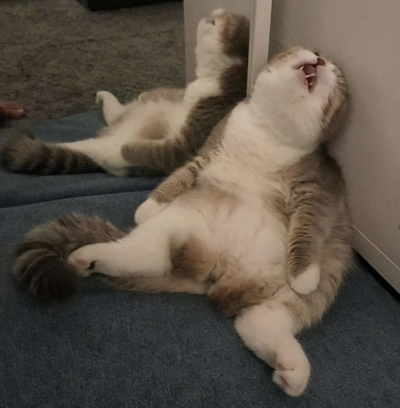 40张"憨猫"照片,被国外网友疯传:笑死人,傻猫真不是白叫的