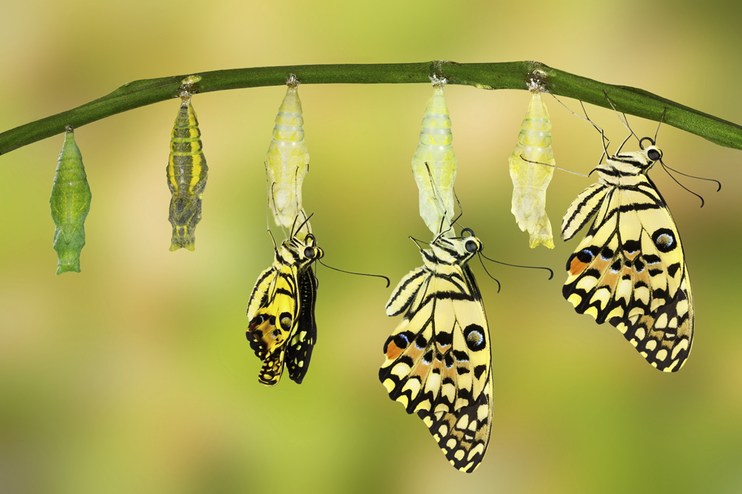 从毛毛虫到蝴蝶,不仅改变了外观,还创造了一个无竞争的生存空间