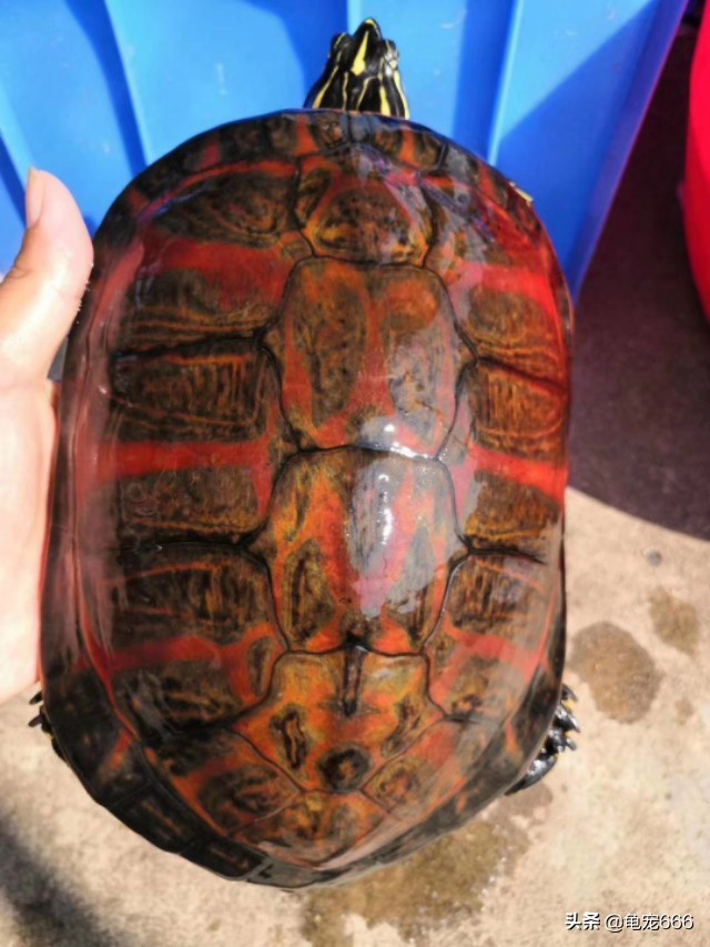 鷹嘴龜價格,