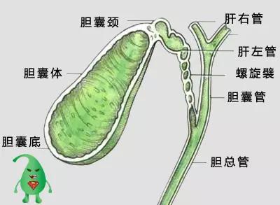 胆囊疾病什么情况需要手术？医生告诉你：切除只是其中一种方式