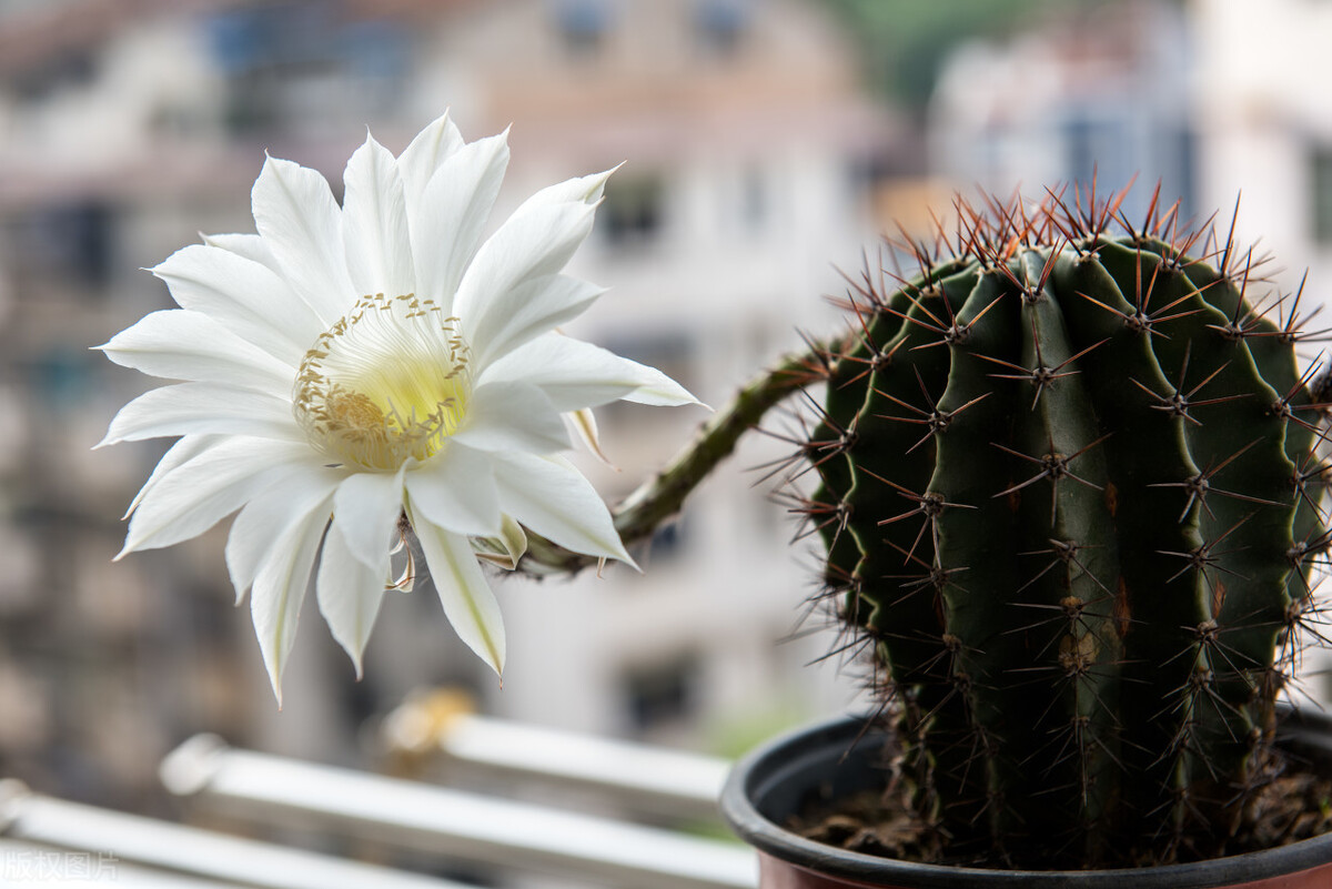 仙人球怎么浇水 仙人球怎么浇水合适-思宇生活