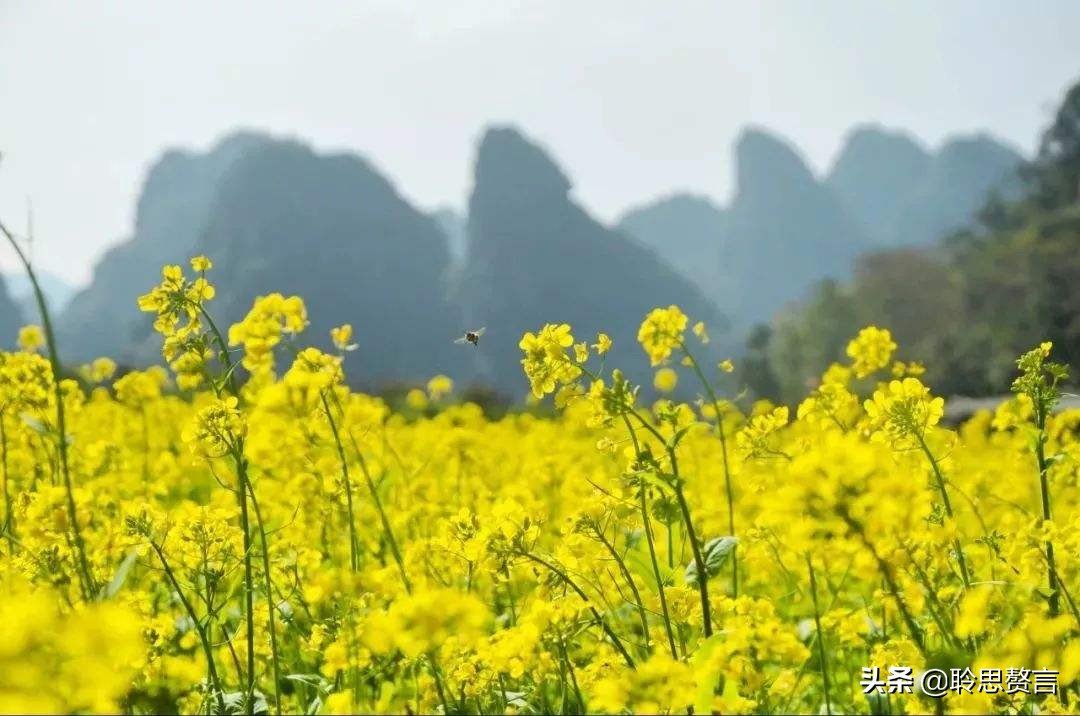 讚美油菜花的詩句(古人描寫田園油菜花風光的好詩)|作文_古詩文_工作