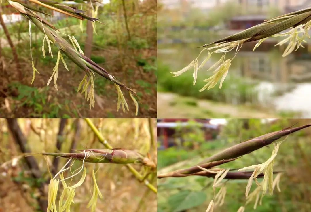 竹子开花吗?什么时候开花