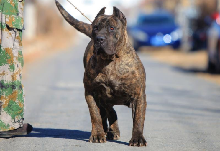 这些狗,被称为"犬中四煞",你知道有谁吗?