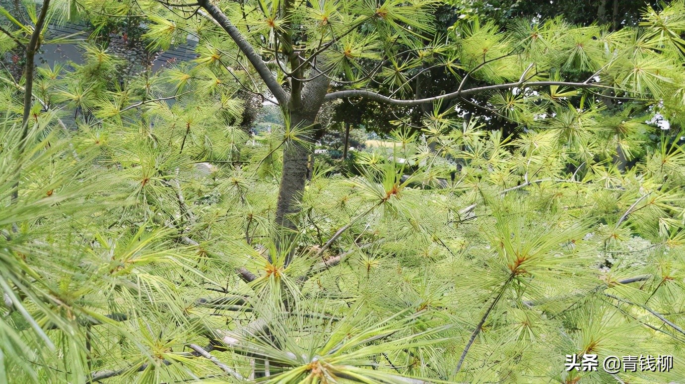 北美乔松轻基质网袋播种育苗技术 - 标件库