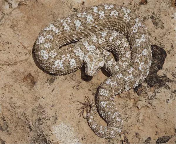 什么是蜘蛛尾角毒蛇 蜘蛛打得过蛇吗-蟋蟀号,争做互联网的一股清流