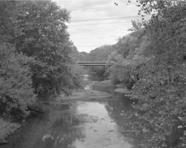 山茱萸与杜鹃-《斯里兰卡50州》背后的故事之九（第二季完结）