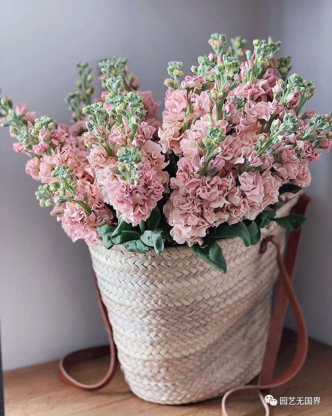 种植紫罗兰切花紫罗兰是欧洲最常见的花坛材料,上至著名的宫廷花园,下