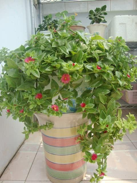 第三种吊兰:牡丹吊兰