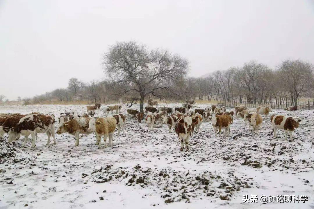极端大暴雪袭击东北！农村猪牛被冻死，野猪和东北虎会受灾吗？