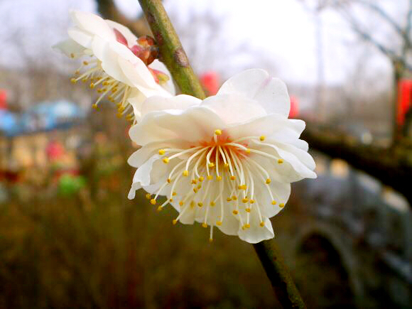 玉蝶梅花的特点（关于玉蝶梅花的图片解析）