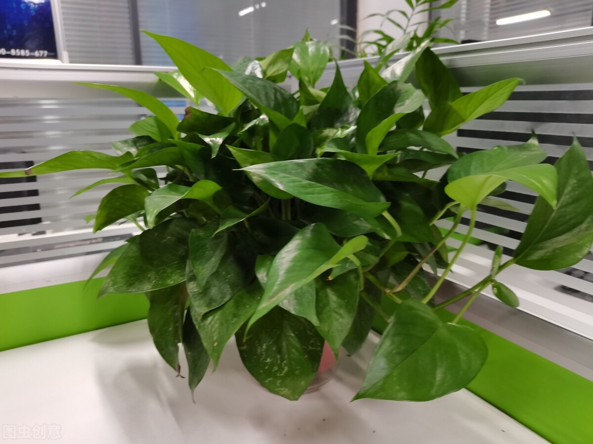 办公室装修完工后如何选择绿植？
