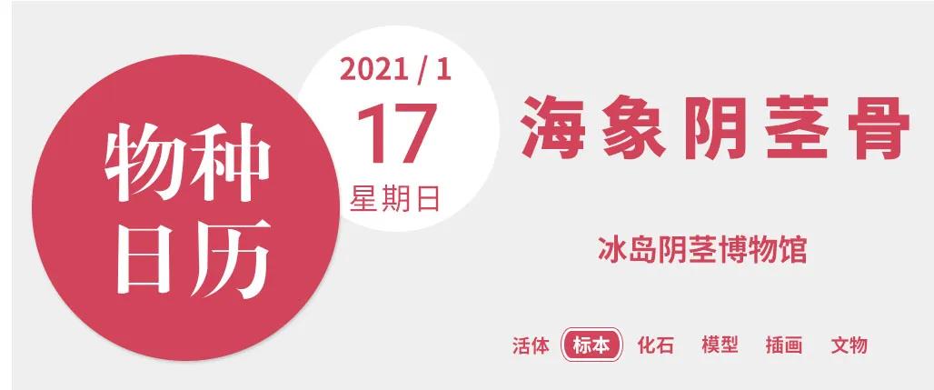 全球动物阴茎奇观排行榜：从蓝鲸到鸭子的惊人尺寸与形态