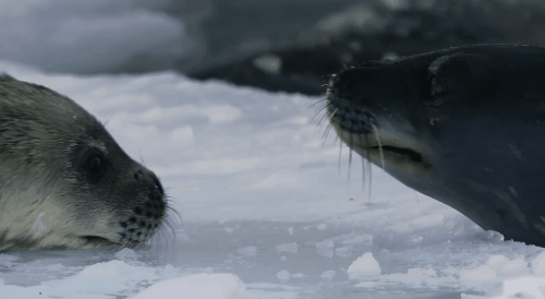 9.9分南极纪录片来了：信天翁为何要绝种？常连自己孩子都不认识