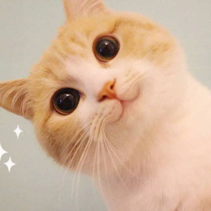 世界上最乖巧的10种猫咪，据说无人能抵挡住它们的温柔