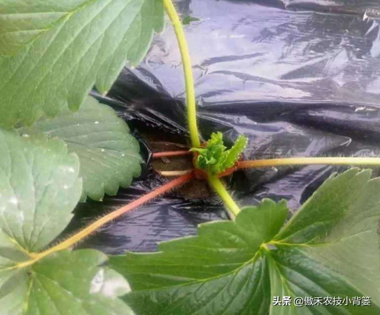 种植草莓的技术和日常管理方法（种植草莓的技术和日常管理方法盆栽）-第2张图片-昕阳网