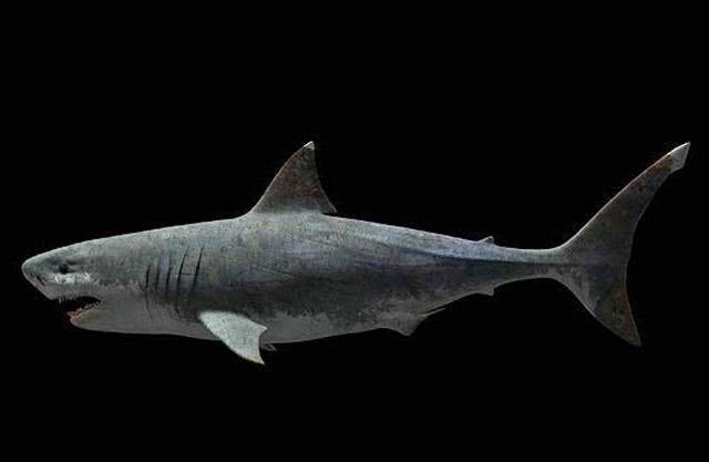 火鲛鲨鱼图片(比恐龙出现还早的鱼类之一) - 赤虎壹号