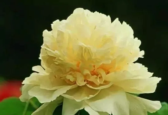 100种名贵牡丹鉴赏 绘画好素材（报花名）