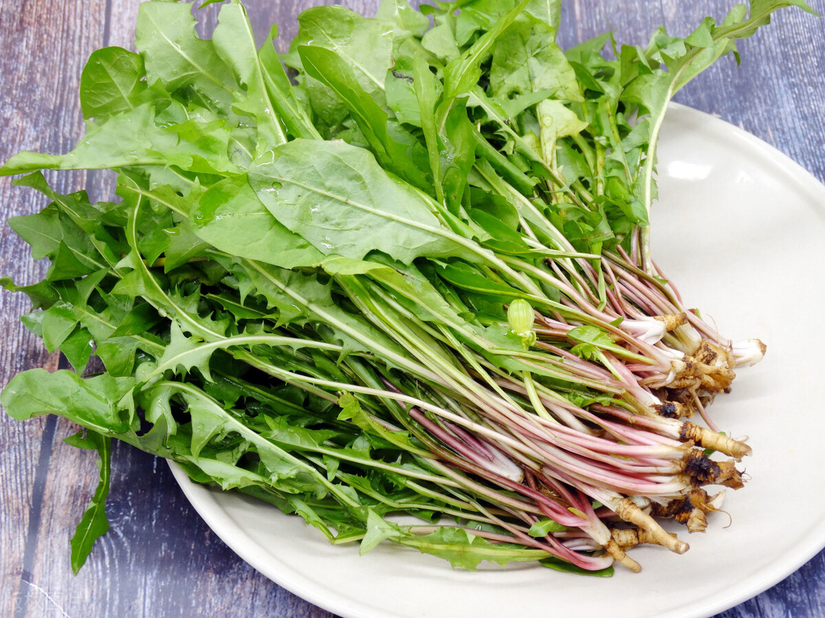 第五种:蒲公英芽——无毒