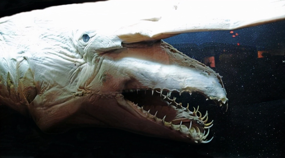 海底一萬米，居然有長得這么驚悚的生物，我居然一個都沒見過