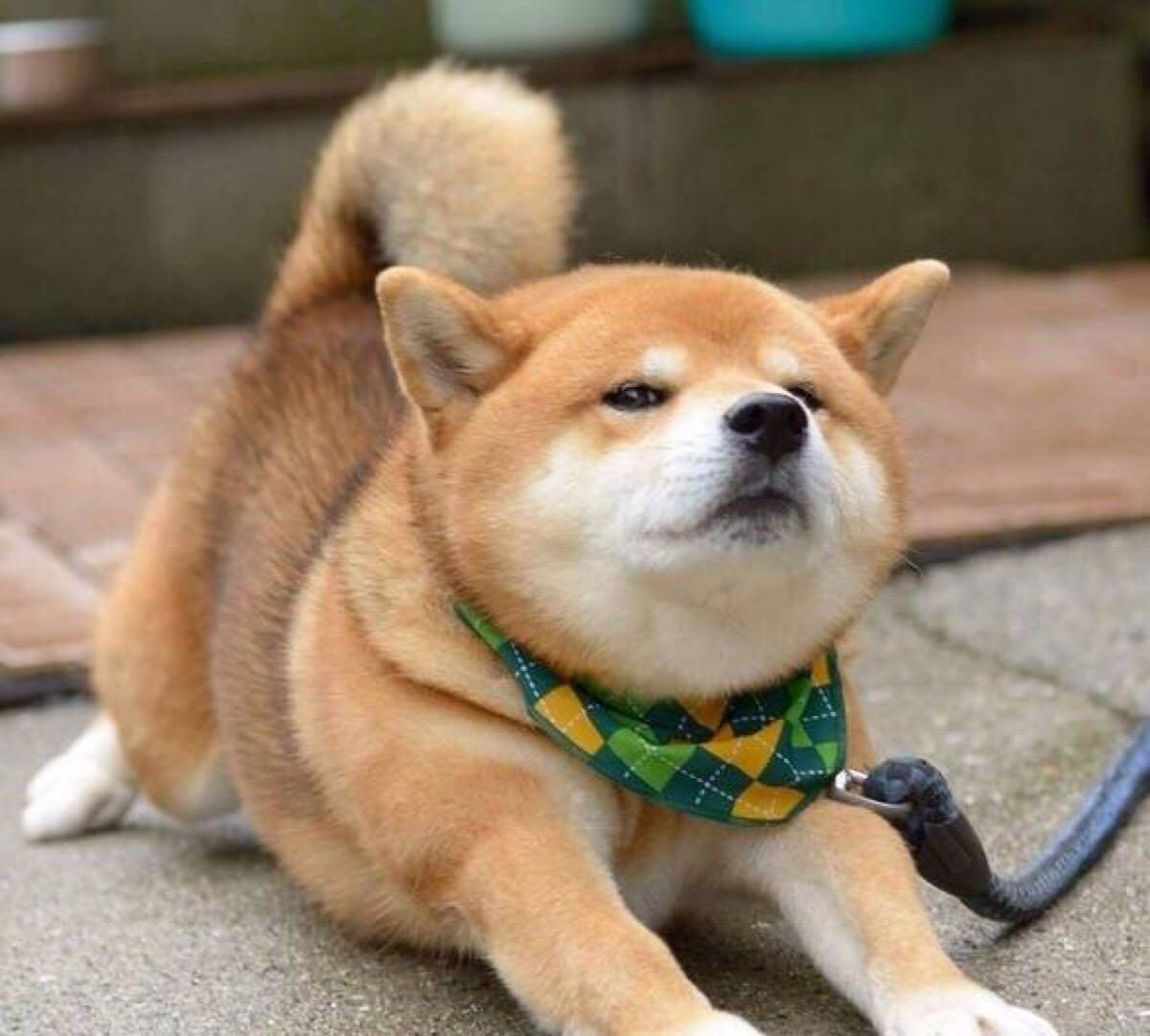 柴犬是不太容易认主,认错的狗狗,如果主人不