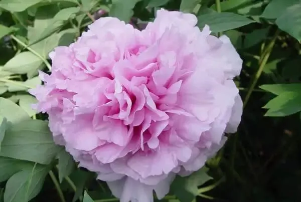 100种名贵牡丹鉴赏 绘画好素材（报花名）