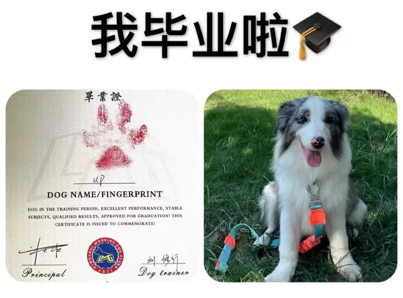 没孩子的年轻人，送宠物去上学