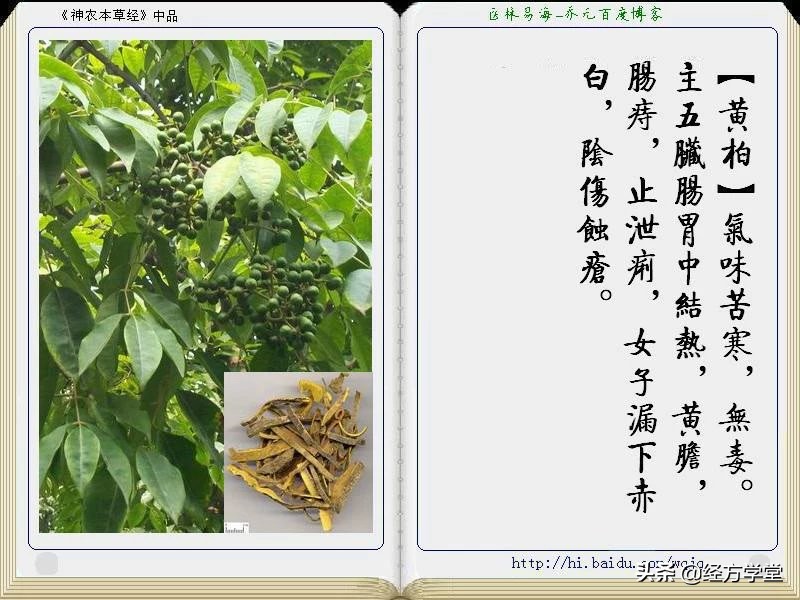 《神农本草经》全册图文解析 建议收藏