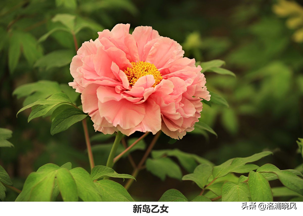 「图集」公园中那些常见的牡丹花都叫什么名字?