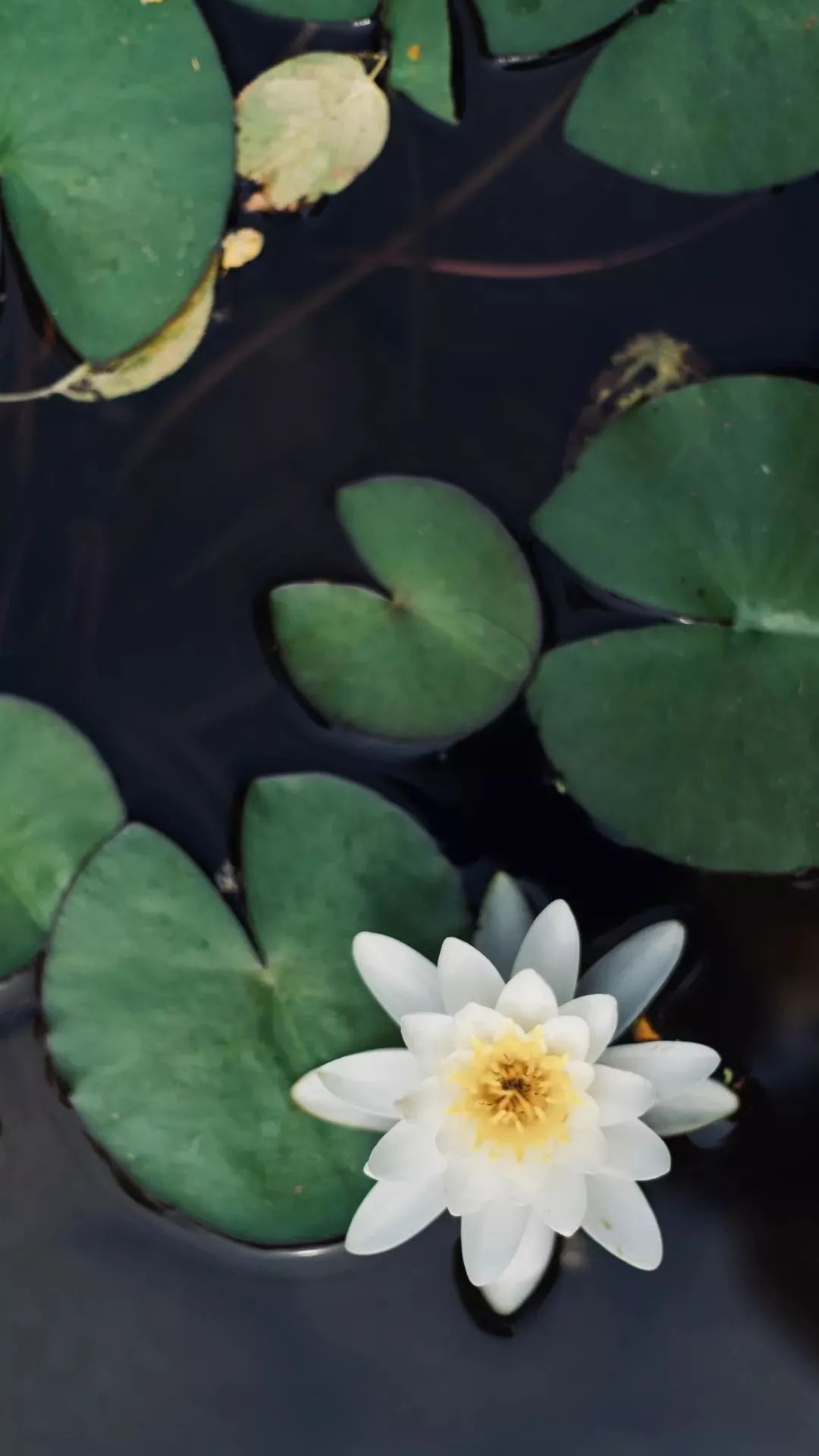 你的理想大学，终于被做成了手机壁纸