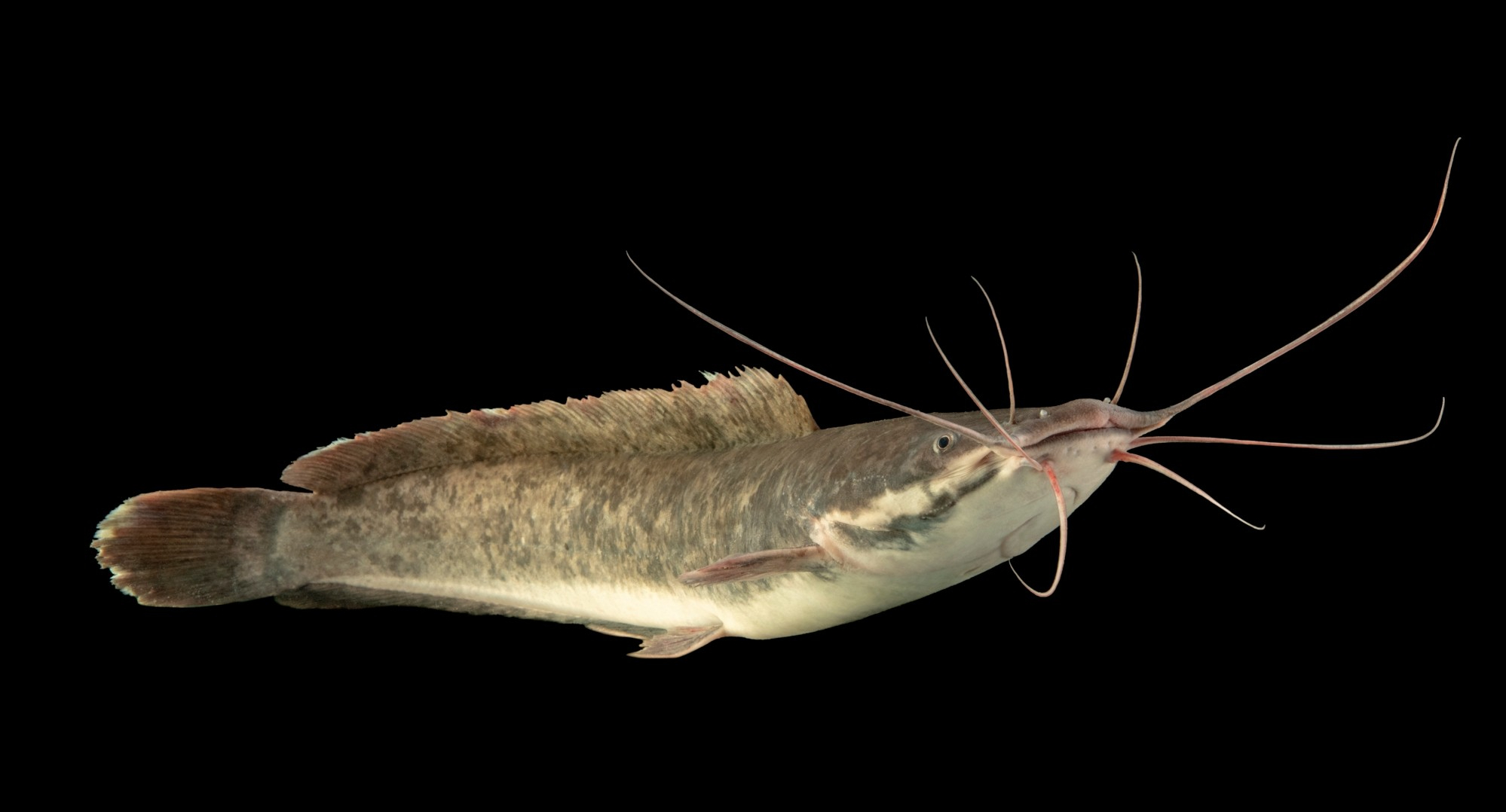 胡子鲶鱼图片(埃及胡子鲶侵入华南) - 赤虎壹号