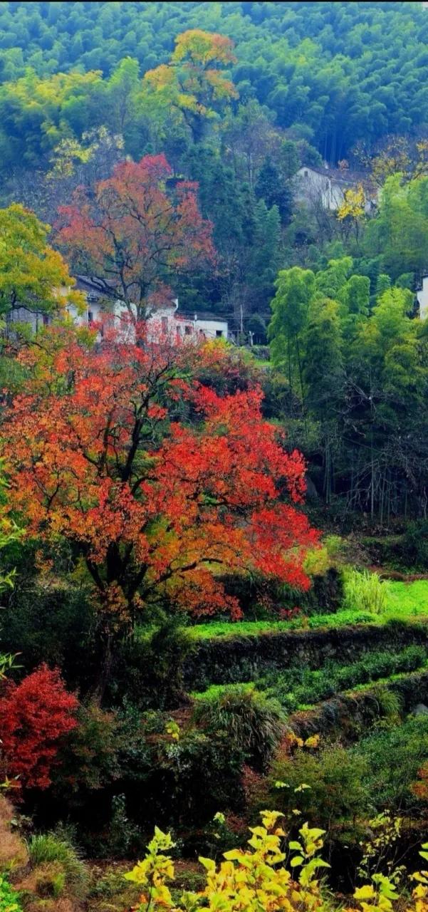 妈妈，我们总是把你藏在你的心里。