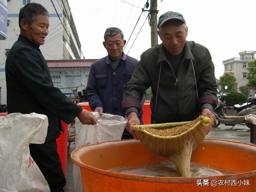 水稻种子浸种方法（水稻浸种催芽技术要点）