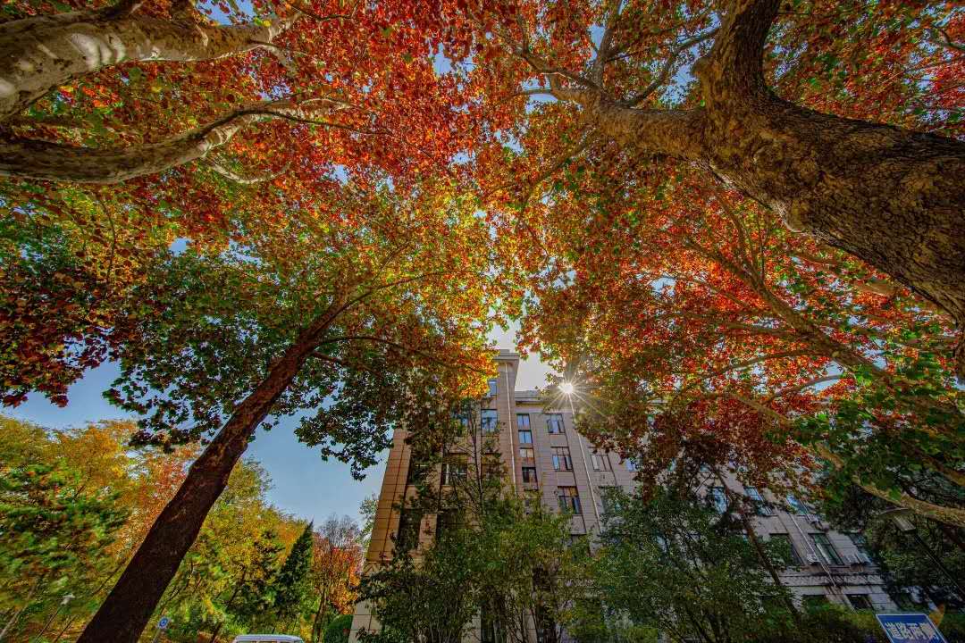 全国招生3400人！北京林业大学2020年各省招生计划发布！