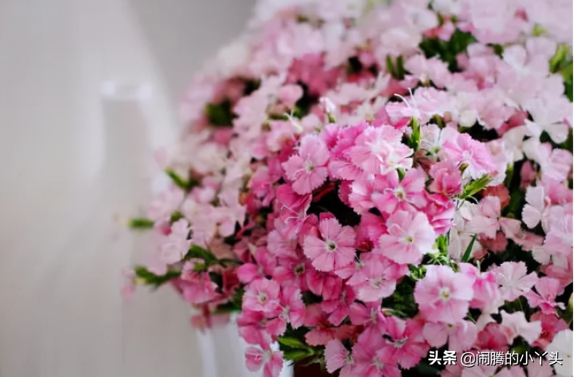 相思梅的花语寓意相思梅来颜色丽相思等待如红豆