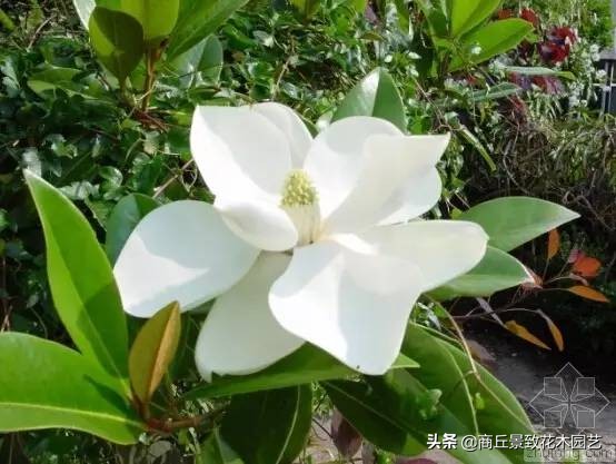 常绿乔木有哪些（70多种常用常绿乔木图例宝典）