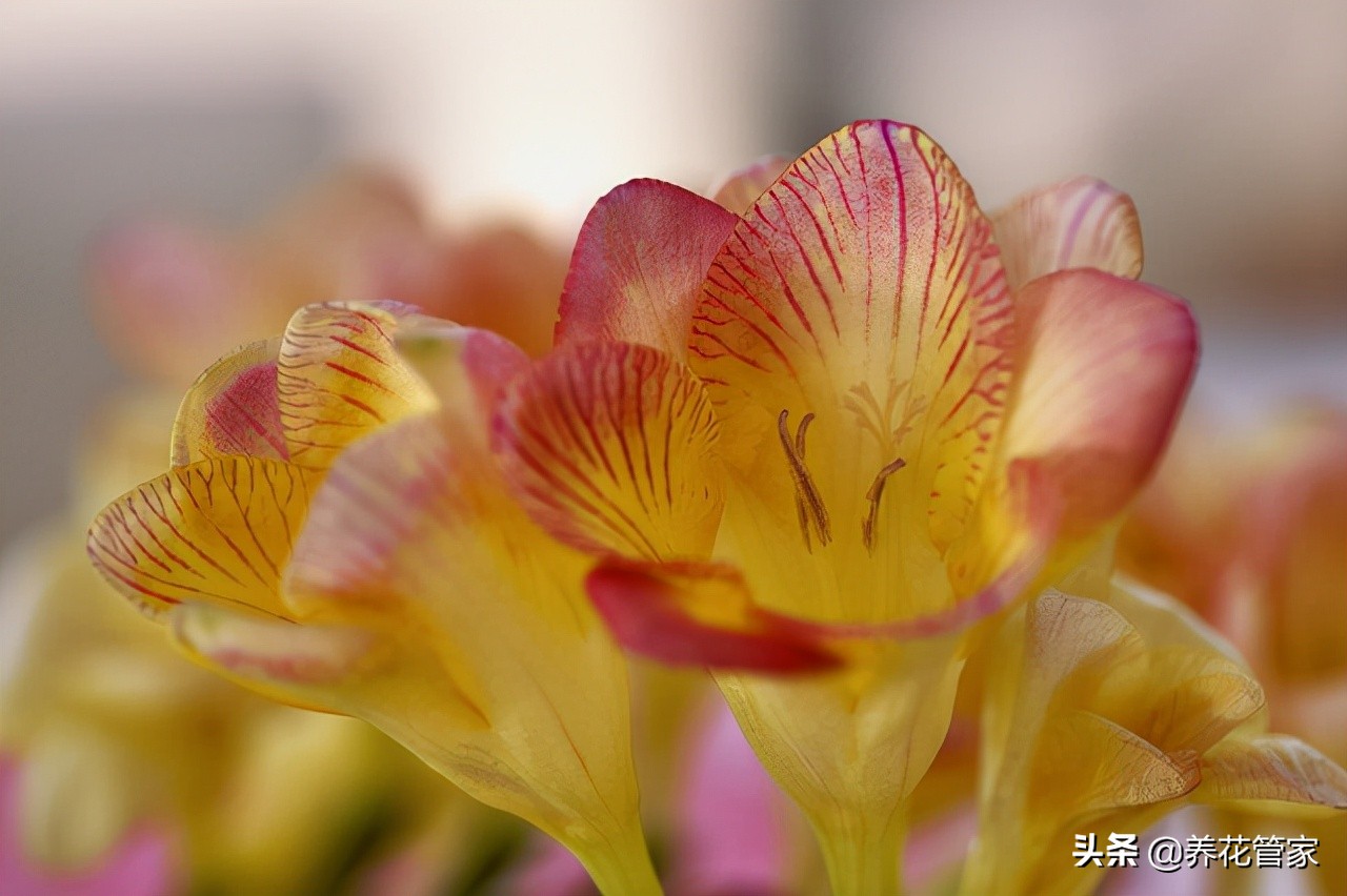 二年生花卉有（适合秋播花卉的10大品种）