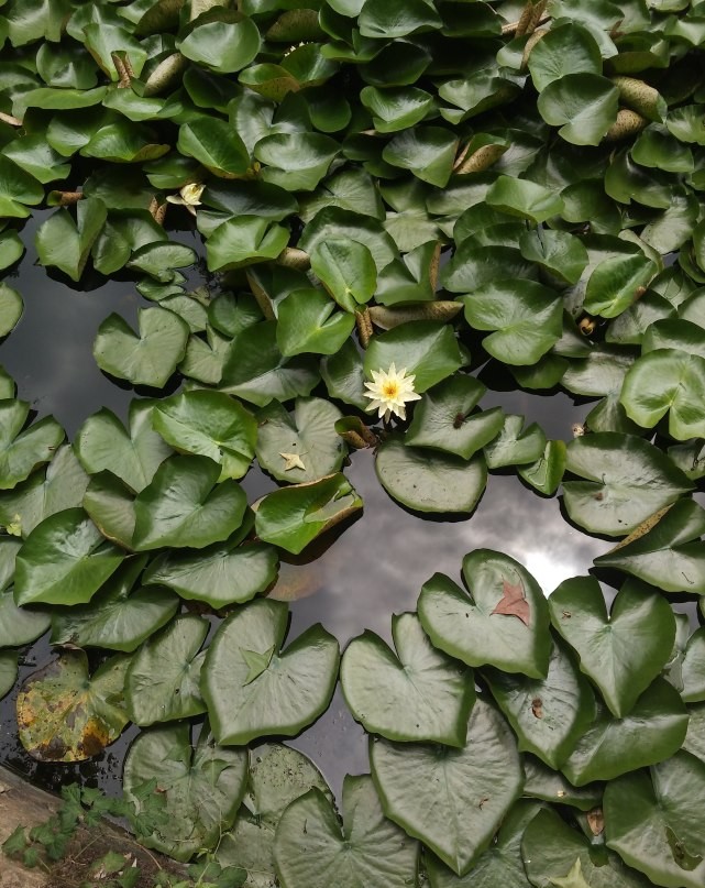 清晨，去湖边吹吹风